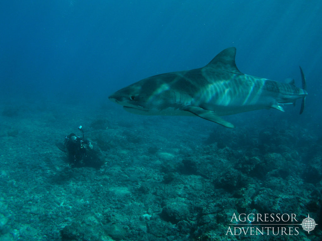 Shark in the Cocos Islands
