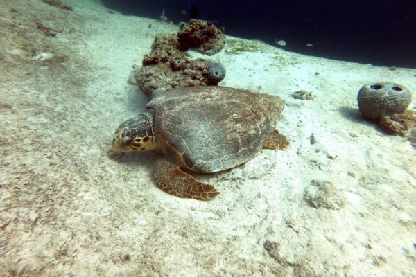 Sea turtle in the Bahamas