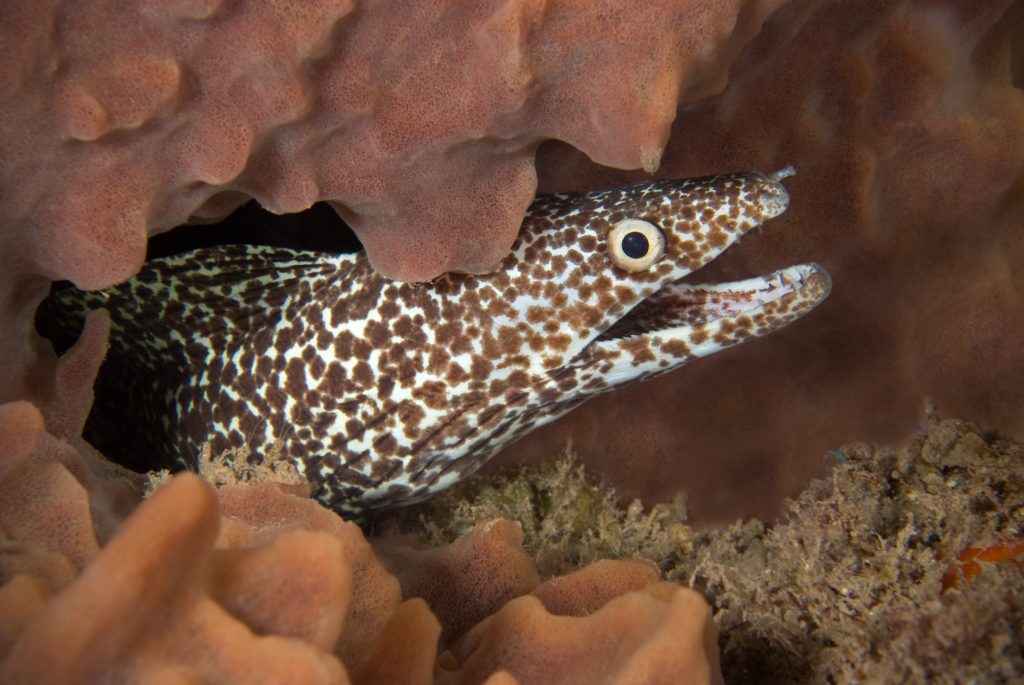 Spotted Moray Eel in Saba