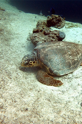 Sea Turtle in the Bahamas