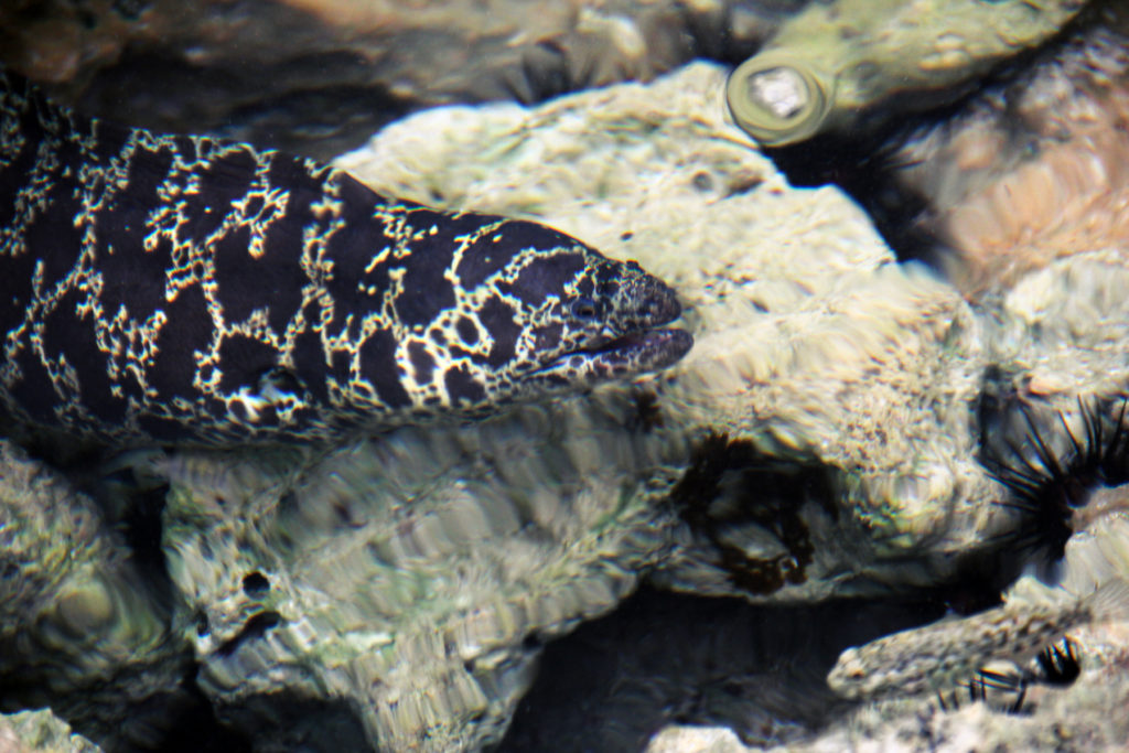 An eel in Cayman Brac