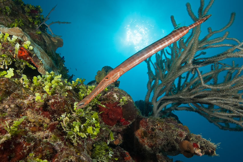 A red and brown trumpet fish is swimming in front of a reef wall that is green and red.