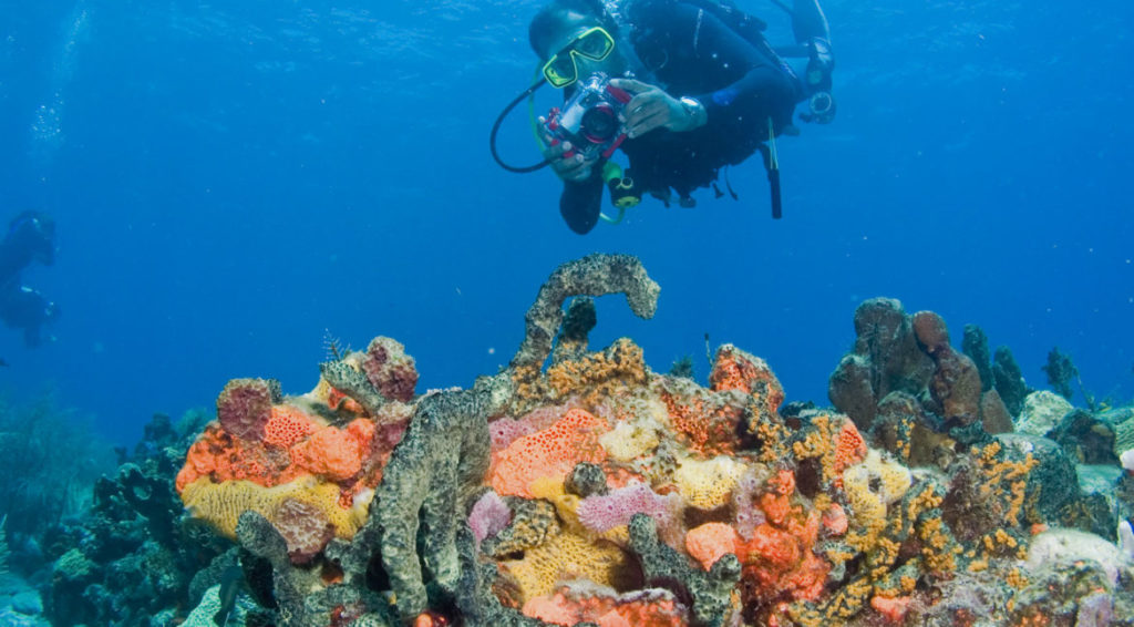 A diver is floating above a reef with a camera.