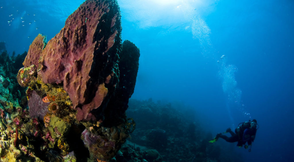 A reef stands in the foreground with a diver coming around the back.