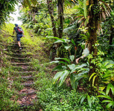 A hiker climbs a dirt and stone staircase up a path surrounded by thick vegetation. 