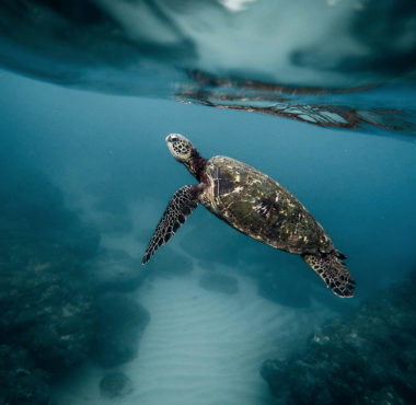A sea turtle is swimming to the top of a clear blue ocean.
