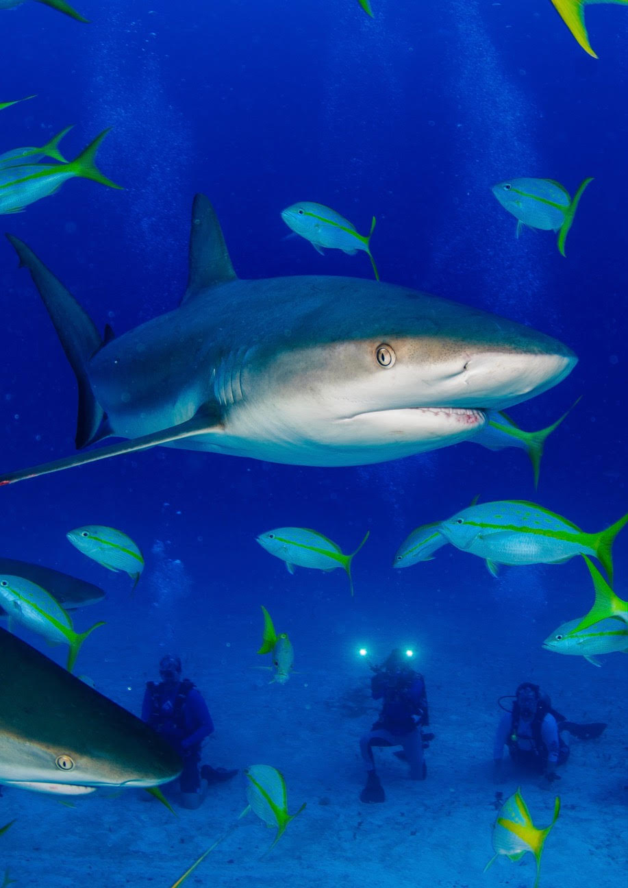 A shark swims through several fish and past the photographer
