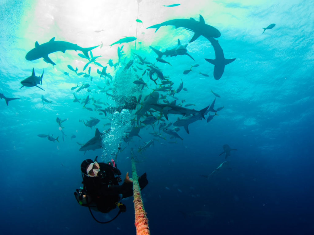 A diver comes down a rope, several sharks can be seen circling above them.