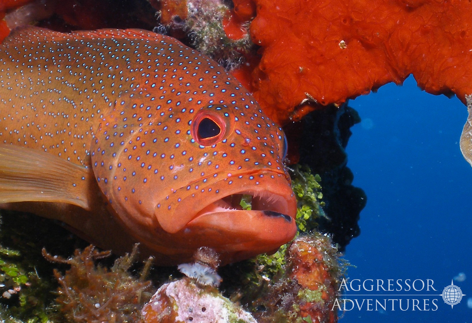 A large red fish comes out of the coral. Inside it's mouth you can see a small tiny fish.