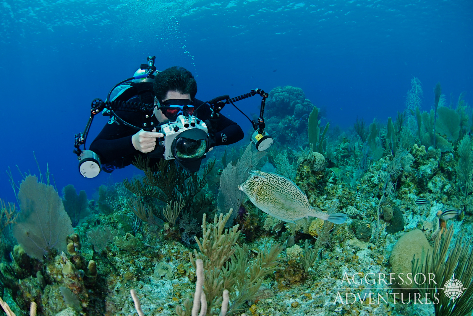 A fish hovers in the water above a coral as a diver holds a camera in front of it.