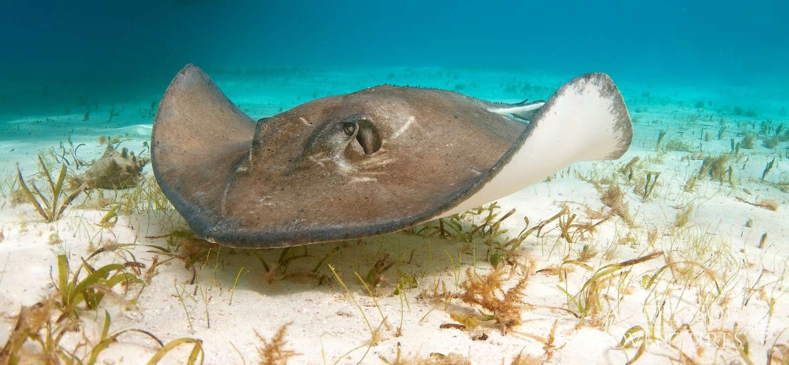 A ray glides over the sandy bottom of the ocean.