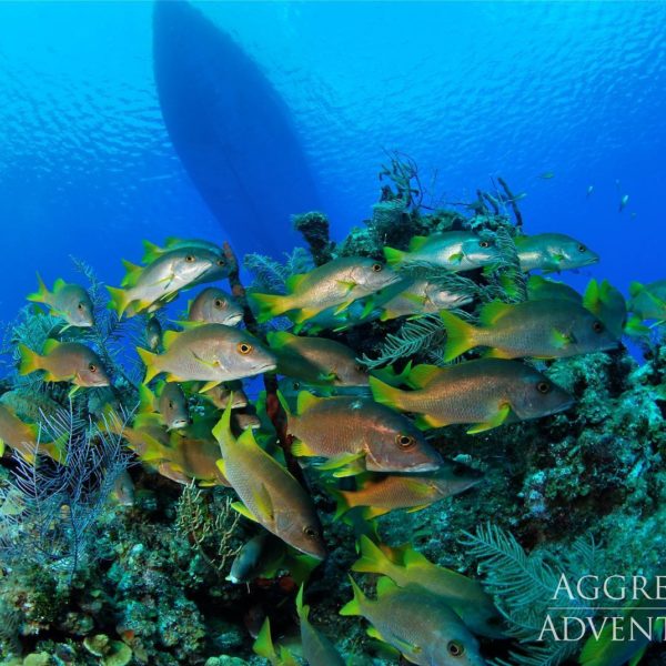 Below the Cayman Aggressor, there is a rich coral structure with several types of fish. In the background, the dark underside of the yacht floats overhead.