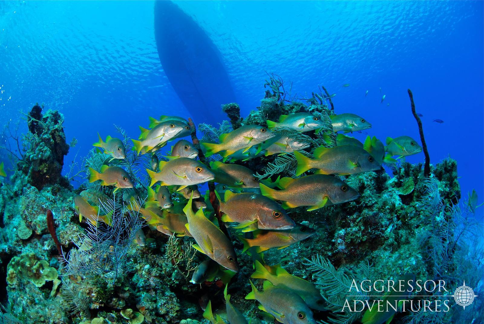 Below the Cayman Aggressor, there is a rich coral structure with several types of fish. In the background, the dark underside of the yacht floats overhead.