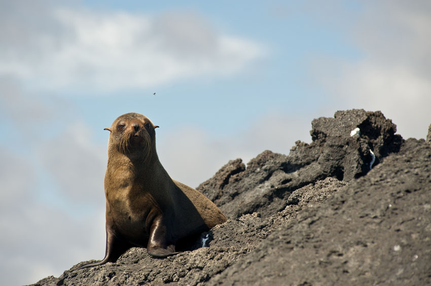 A Fur Seal is sitting on the edge of a rocky hill. 