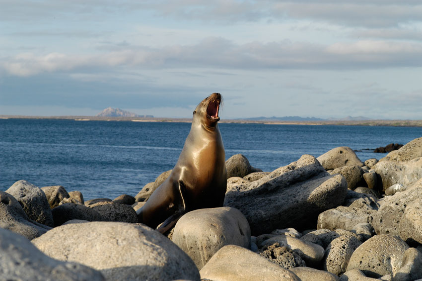 A seal lion is roaring on the edge of rocky beach. 