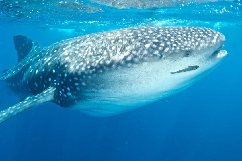 A whaleshark is swimming by. His eye is close to the camera and watching the photographer. 