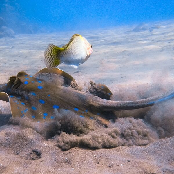 A stingray is swimming near the sand and sand is being flown up around him. A fish is swimming above him.