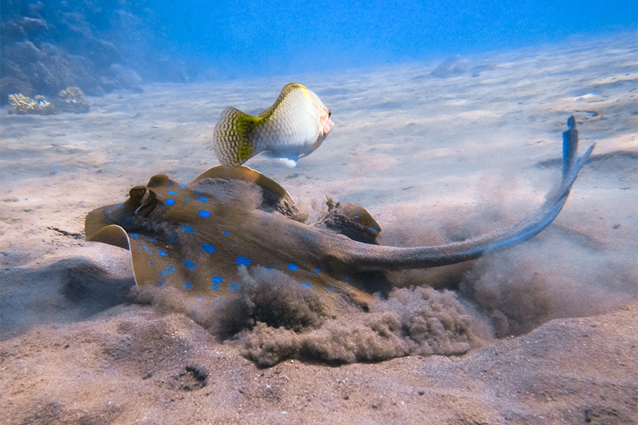 A stingray is swimming near the sand and sand is being flown up around him. A fish is swimming above him. 