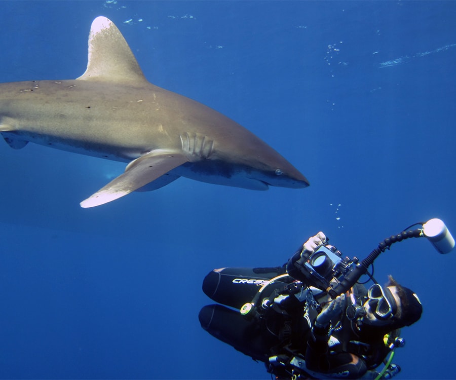 A diver is swimming a few feet away from an oceanic whitetip shark. There is a large camera between them. 