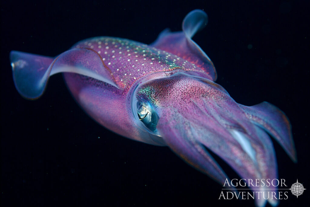 A cuttlefish is hovering in the water. 