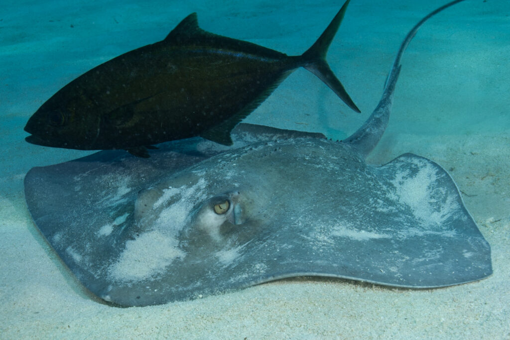 A southern stingray floats along the seabed looking for food while a large fish hovers above. 