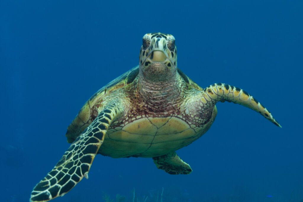 A sea turtle hovers in the water looking directly at the camera. 