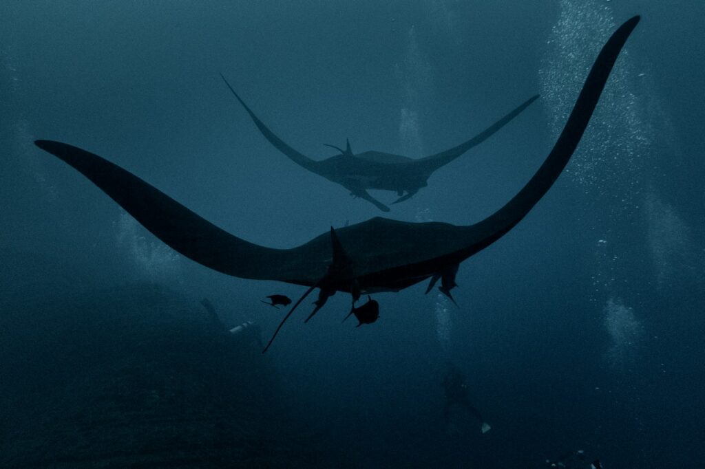 Two giant manta rays swim over a group of divers
